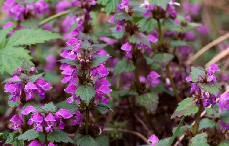 Lamium maculatum