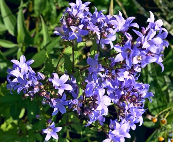 Campanula lactiflora Prichard’s Variety