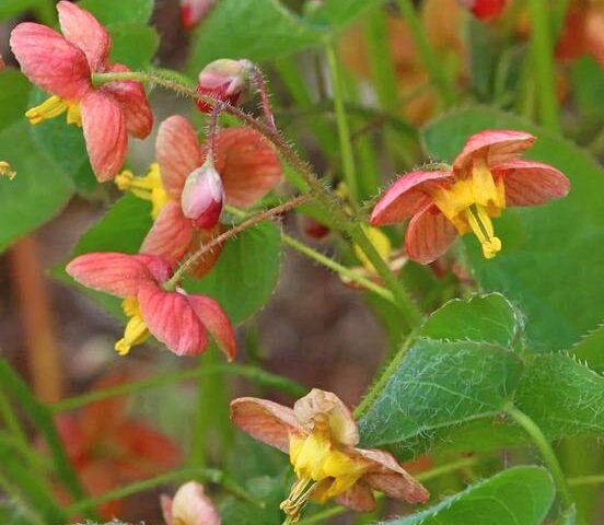 Epimedium x warleyense Orangekönigin