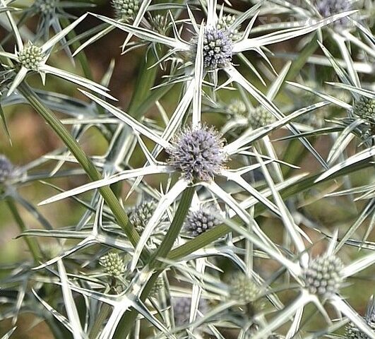 Eryngium variifolium Miss Marble