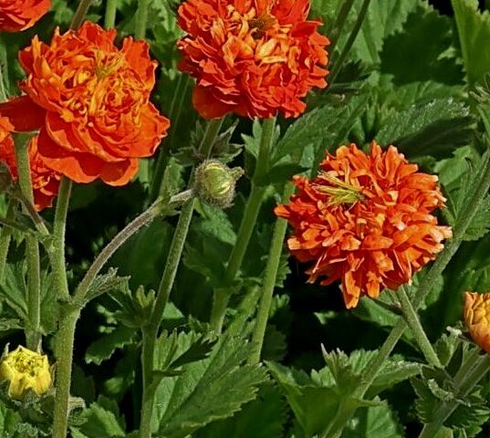 Geum Orange Pumpkin