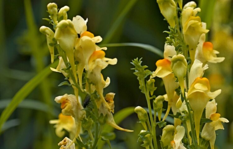Linaria vulgaris