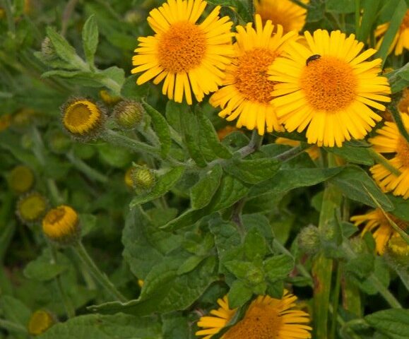 Pulicaria dysenterica