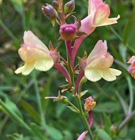 Linaria Peachy