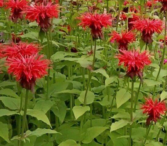 Monarda Cambridge Scarlet