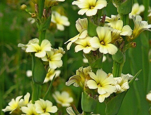 Sisyrinchium striatum