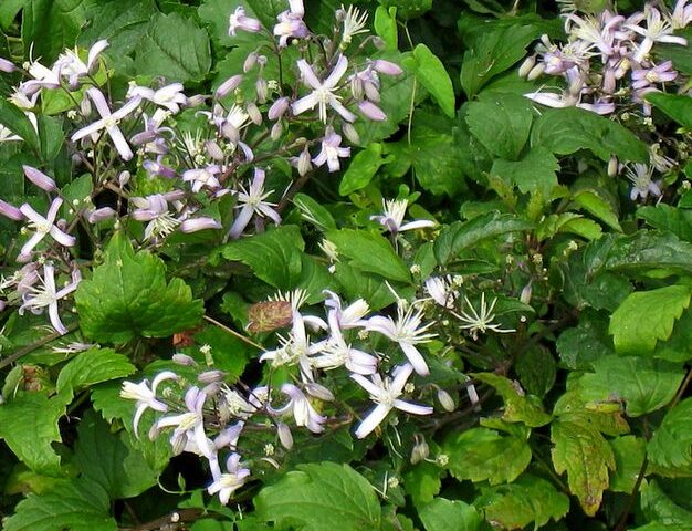 Clematis jouiniana Praecox