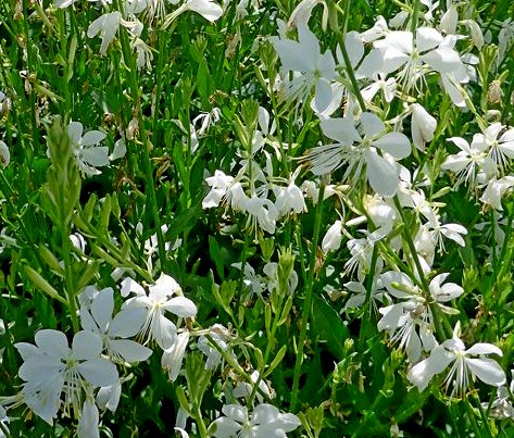 Gaura lindheimeri Snowbird