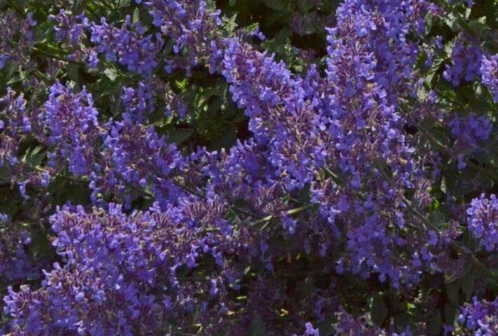 Nepeta Junior Walker