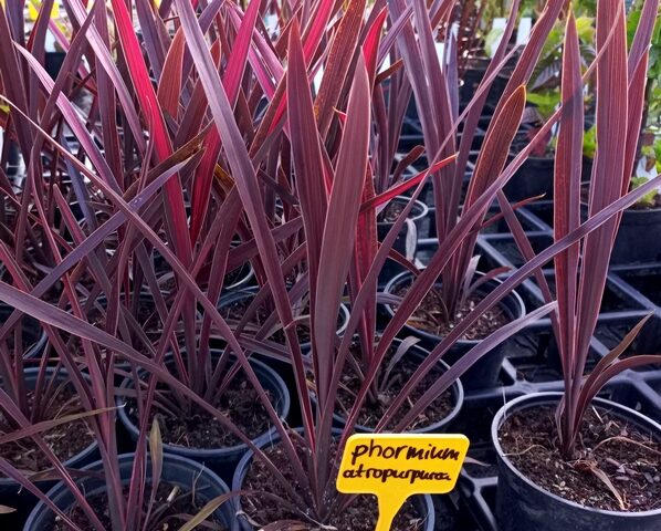 Phormium tenax Purpureum