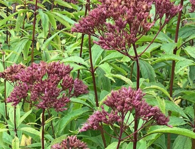 Eupatorium maculatum Atropurpureum