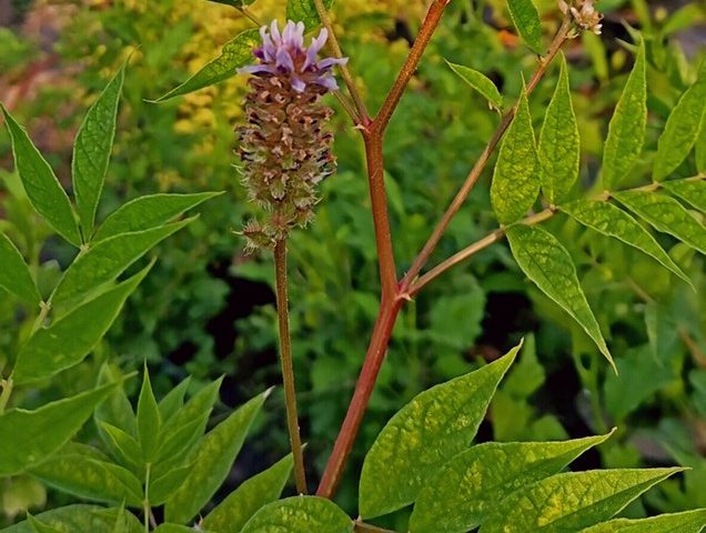 Glycyrrhiza yunnanensis