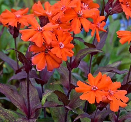 Lychnis Lipstick