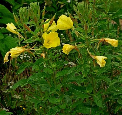 Oenothera biennis