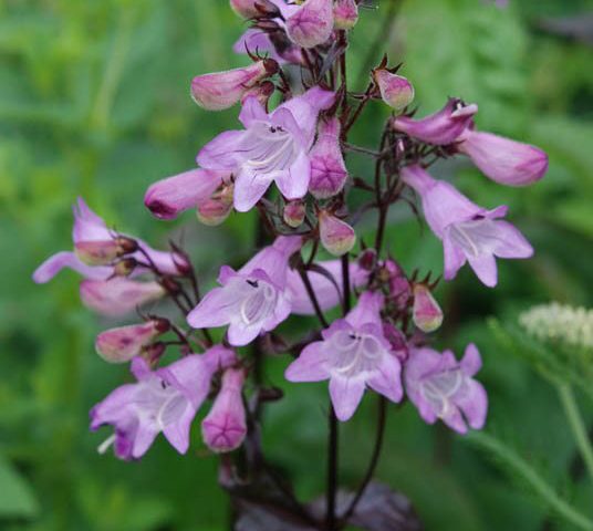 Penstemon digitalis Joke