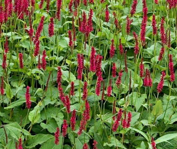Persicaria amplexicaulis Lisan