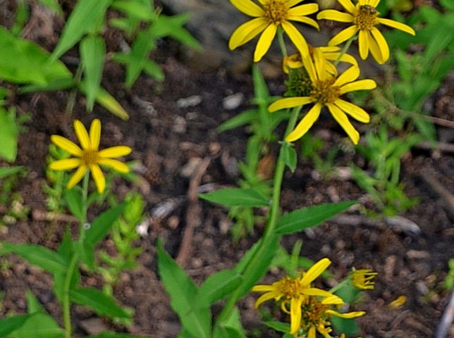 Verbesina helianthoides