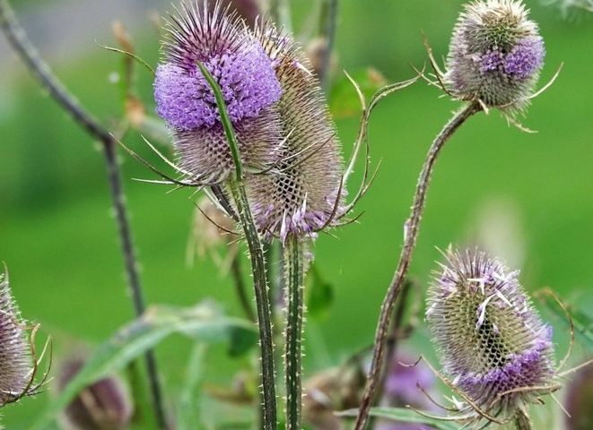 Dipsacus fullonum