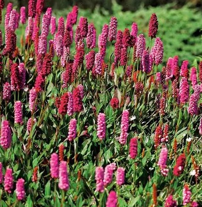Persicaria affinis Kabouter