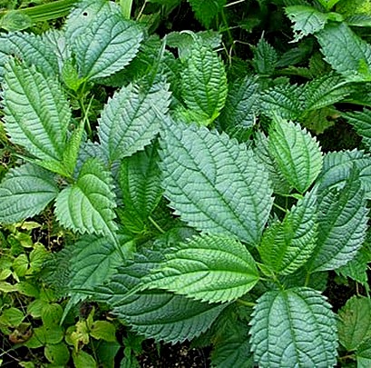 Boehmeria sieboldiana