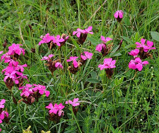 Dianthus carthusianorum