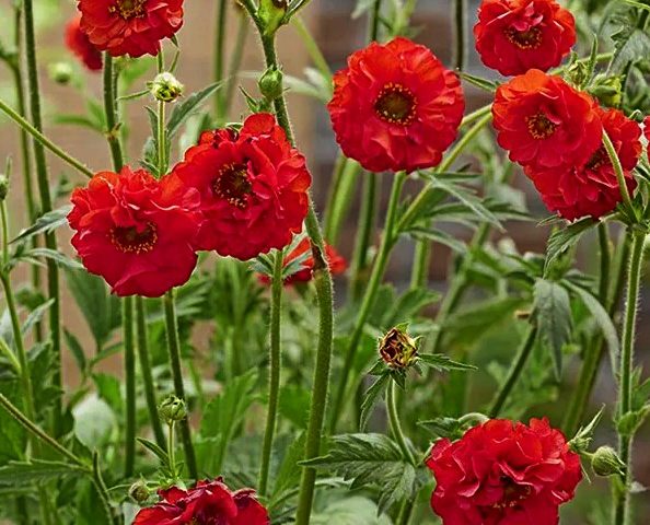 Geum FireStarter