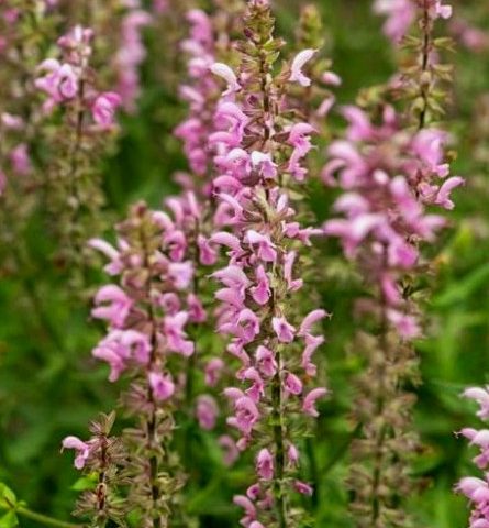 Salvia Feathers Flamingo