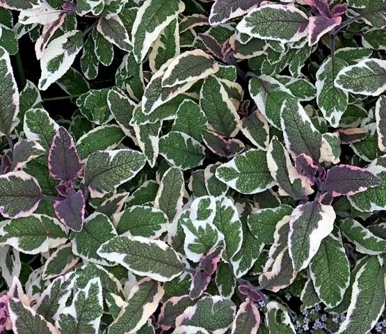 Salvia officinalis Tricolor