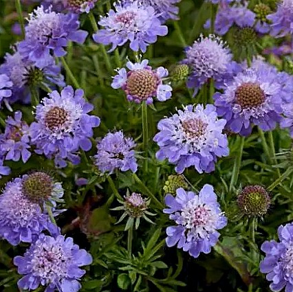 Scabiosa Blue Eyes