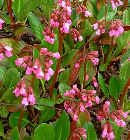 Bergenia Wintermärchen