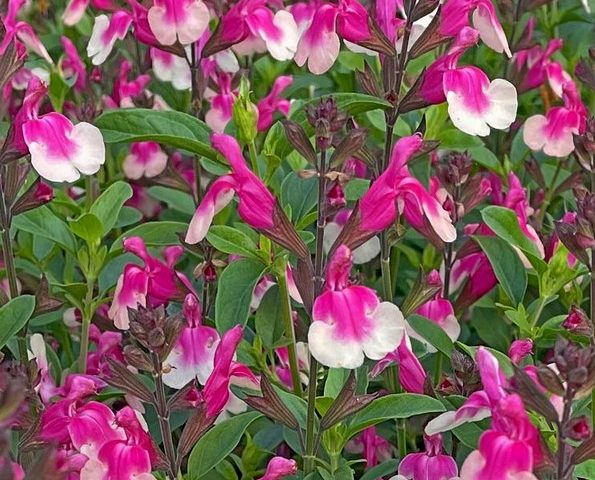 Salvia Mirage Rose Bicolor