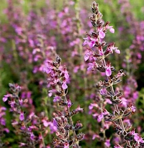 Teucrium x lucidrys
