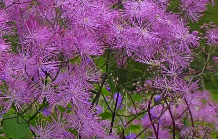 Thalictrum Purplelicious