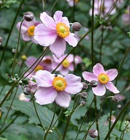 Anemone tomentosa Robustissima