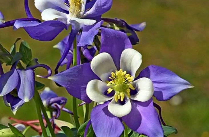Aquilegia Mrs. M. Nicholls