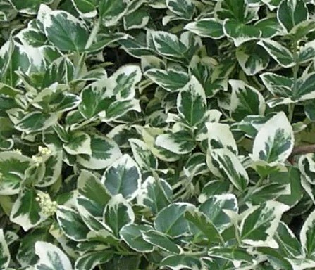 Eonymus fortunei Emerald Gaiety