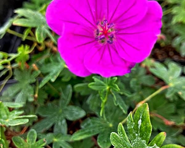 Geranium sanguineum Frivolius Purple