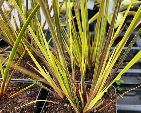 Libertia Taupo Sunset