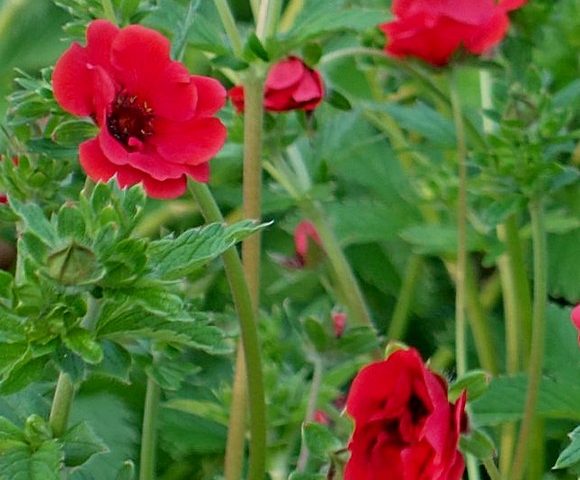 Potentilla Scarlet Dreams