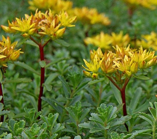 Sedum floriferum Weihenstephaner Gold