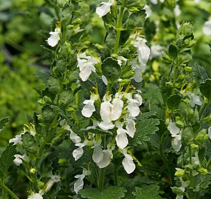 Teucrium chamaedrys Album