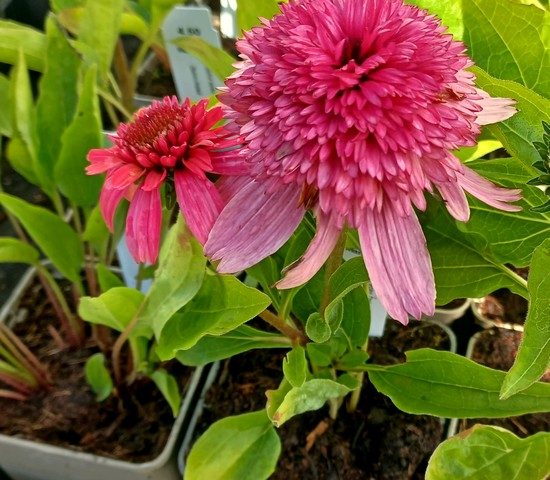 Echinacea Delicious Strawberry