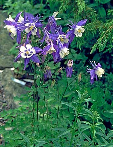 Aquilegia alpina